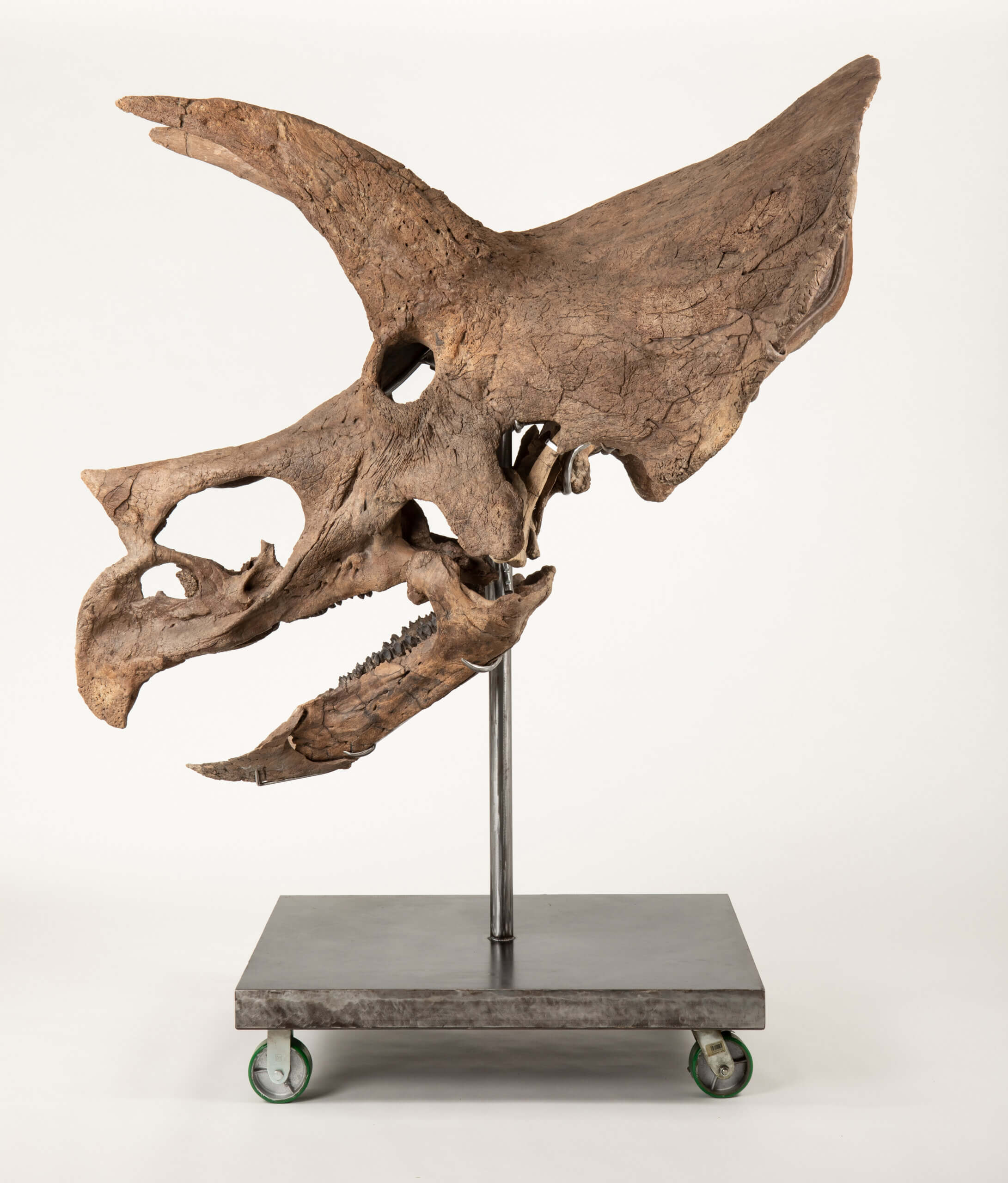 Rally's Deaton Triceratops skull